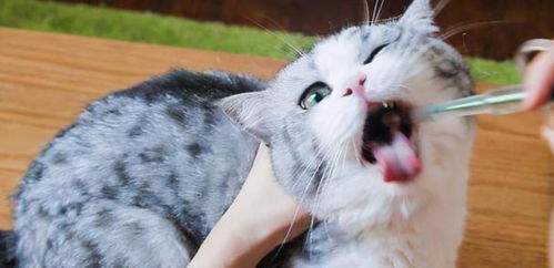 适合猫咪的蔬菜