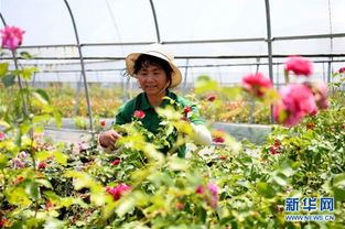 产业扶贫， 农民有盼头