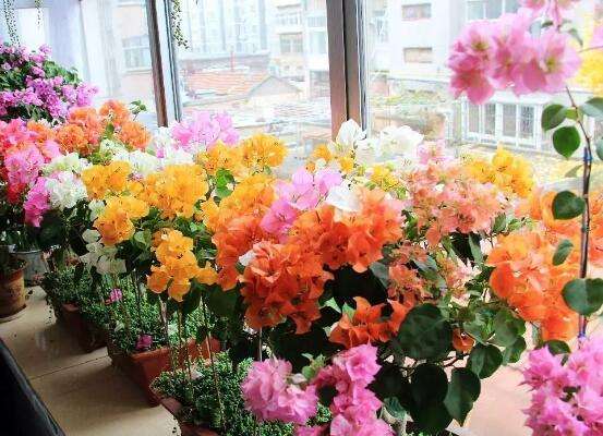 四五月花开如海，快来了解一下这8种植物爆花秘诀！