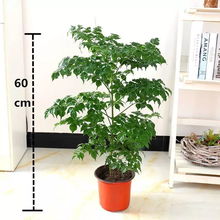 盆栽花的奥秘：小盆大花，深盆浅花？
