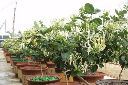 金银花盆栽养殖时如何正确修剪枝叶以促进其生长和开花