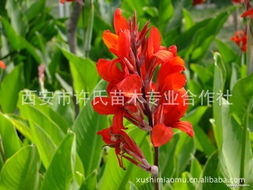 矮美人蕉：园林中的小秘密