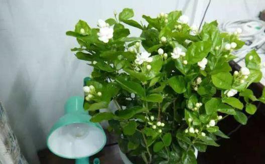 修剪时机的生死线