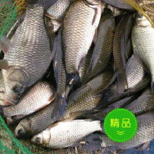 鳡鱼市场价45-50元/斤