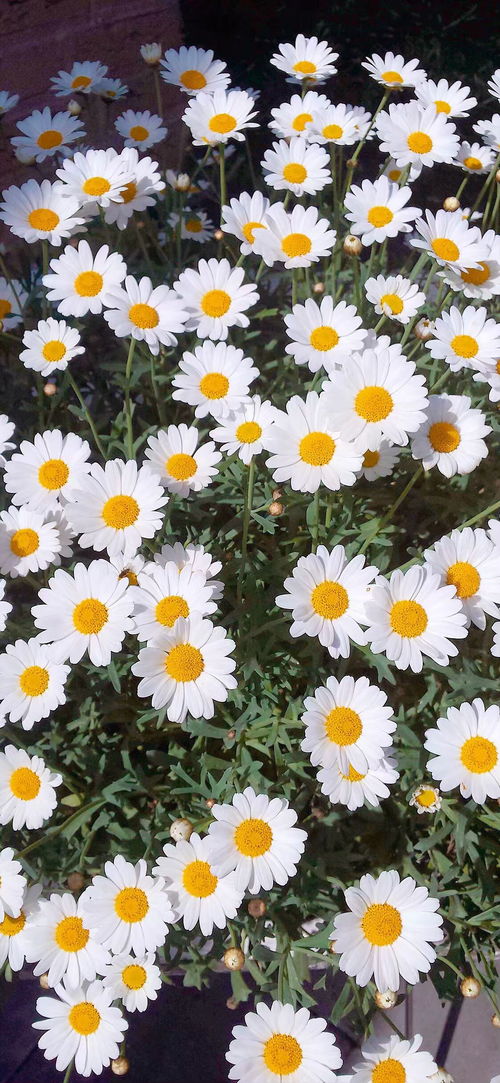 新兴品牌， 小雏菊时尚新品