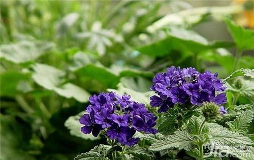 香水草的历史渊源和花语背后有哪些独特的文化背景和故事