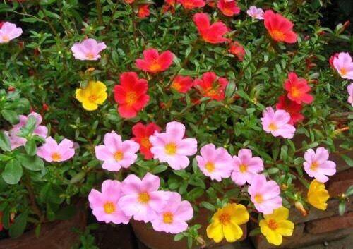 太阳花，那灿烂的笑脸，嫩陪伴我们多久呢？