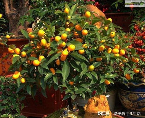 金桔盆栽一年四季如何管理，才能保证其生长周期和结果