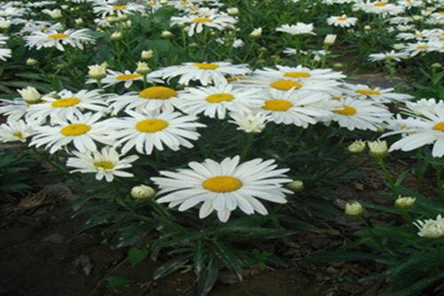 小雏菊是菊花吗？