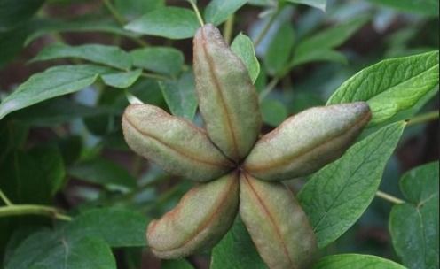 种子发芽的因素