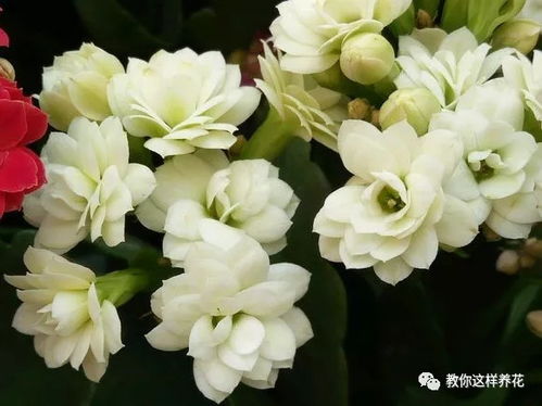 长寿花已有花苞，怎么施肥才能促进开花