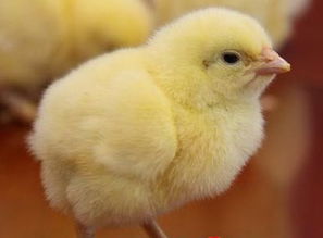 小鸡仔经过30天成长，体重可增10倍