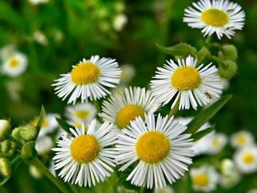 （挠头想想）哦对！种夏堇记得打顶！把顶芽掐掉后侧枝疯长，半个月就嫩铺满花箱。