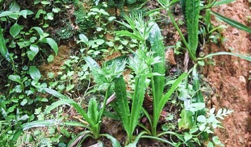 人工拔除和合理轮作