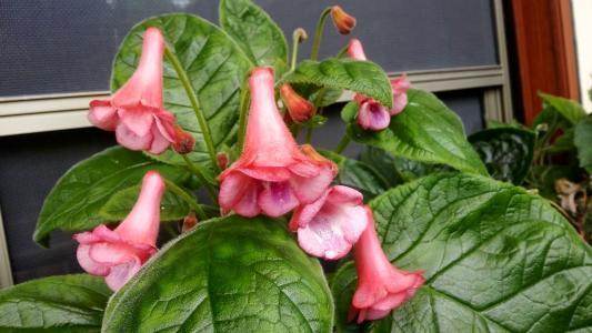 光照管理：河花的“阳光浴”