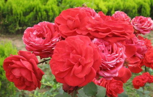 六、 铃之妖精：法国戴尔巴德系列微型月季