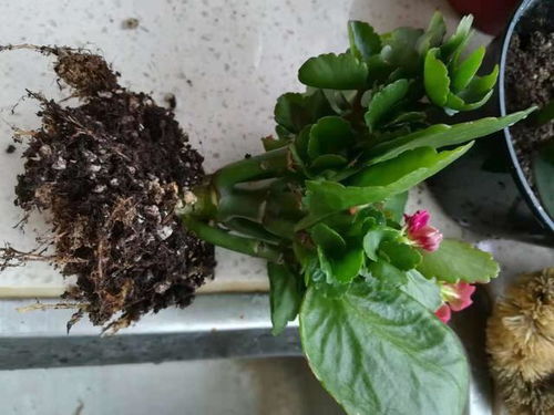 长寿花换盆换土需要注意什么步骤和技巧