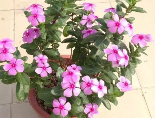 花卉市场：花土的海洋