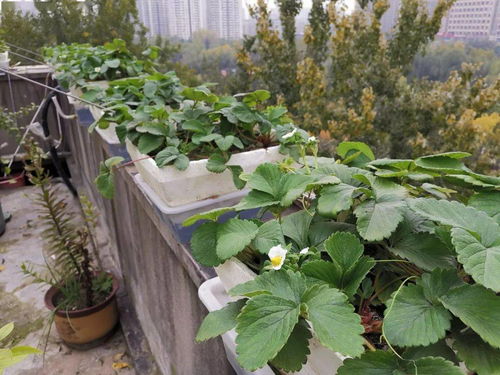 冬季草坪枯死， 园林局给的教训