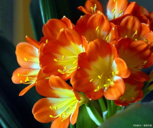 叶面与叶背的光合作用