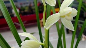 特bie的花， 特bie的养