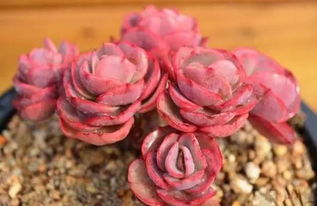 选购蔓莲，新手堪这里