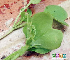 其他蔬菜的虫害防治