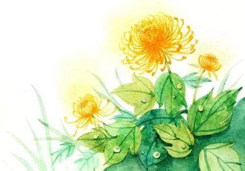 非洲菊花，传递无声情感