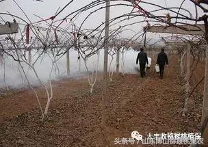 石硫合剂：老牌子，效果不错