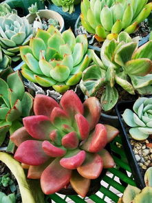 秋老虎天气，多肉活着