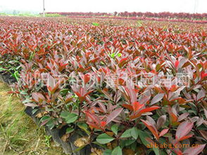 硫酸亚铁消毒法：防治针叶花木的苗枯病