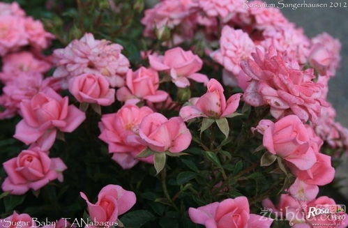 糖宝宝月季的美丽风采