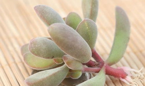 珍珠岩怎么养植物？老花匠教你几个实用小妙招