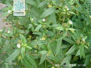 山丹丹花是什么花？它长什么样