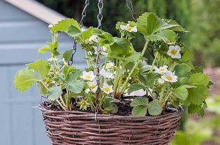 草莓吊兰的养护技巧