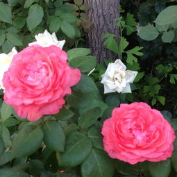 强盗骑士月季的花期到底有多久呢？