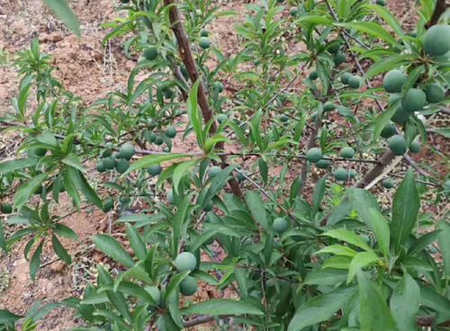 形成层：树干里半透明的黏液层，负责输送养分，嫁接时必须对齐。