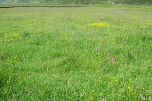 青海高寒区草种种植指南：牧民的经验教训