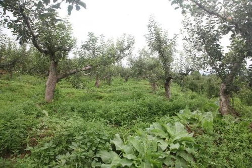 乙草胺除草，果园里的秘密武器？