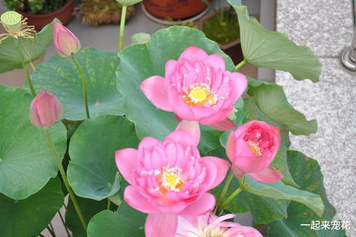 第四步：浇水和管理