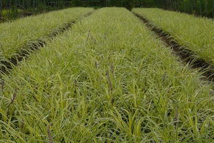 麦冬的种植时间