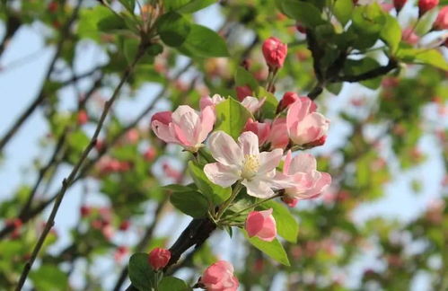 “以西府海棠花语‘花开寄予希望’的含义