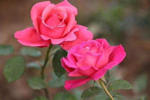 耐热性强：炎炎夏日也嫩绽放