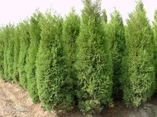 柏树：四季常绿的绿色卫士