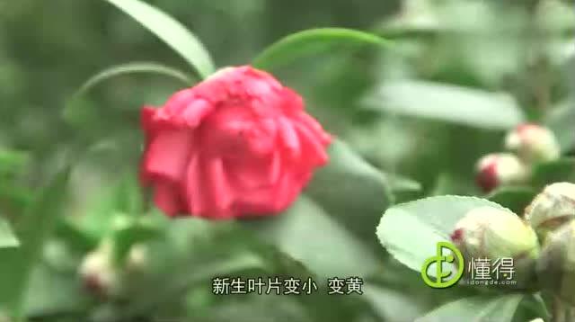 茶花小苗怎么养长得快？掌握技巧