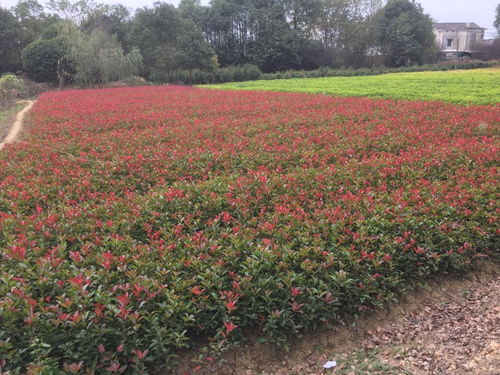 移栽前后的修剪， 不可忽视的小细节