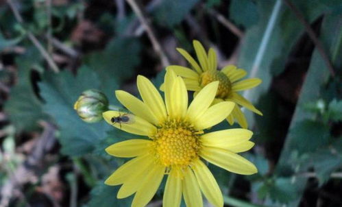 冬夜里的顽强生命