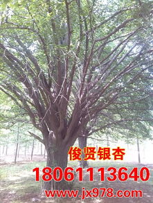 银杏树苗的批发信息