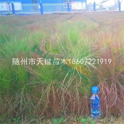 不同规格湿地松的价格