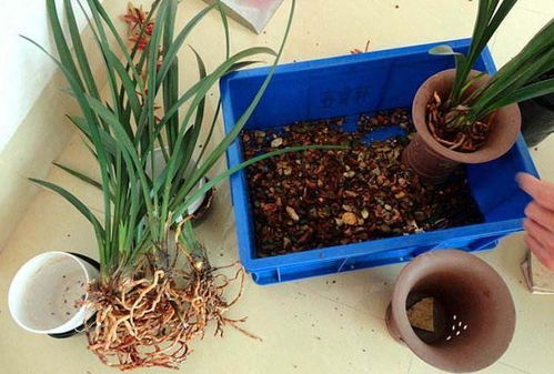 兰花换盆，多菌灵怎么用？